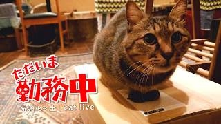 がるちゃん猫カフェ122号店開店しました♪(初めての方も大歓迎♪)