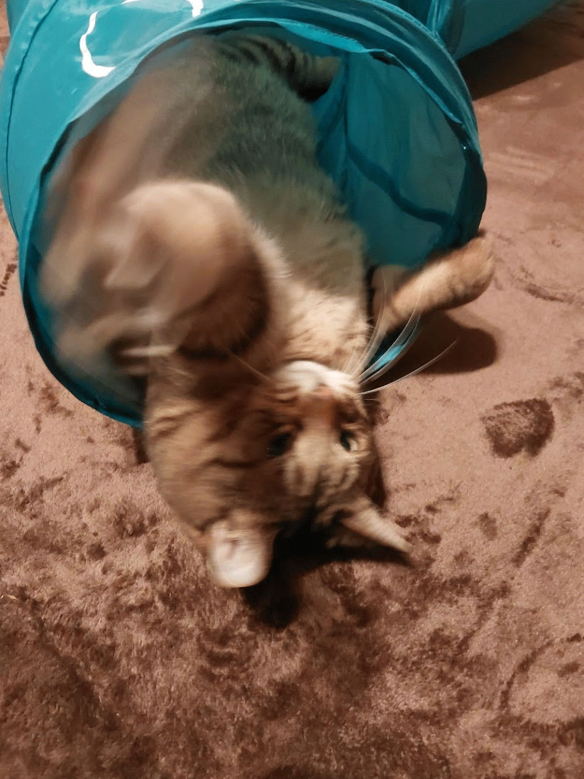 がるちゃん猫カフェ122号店開店しました♪(初めての方も大歓迎♪)
