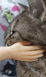 がるちゃん猫カフェ122号店開店しました♪(初めての方も大歓迎♪)