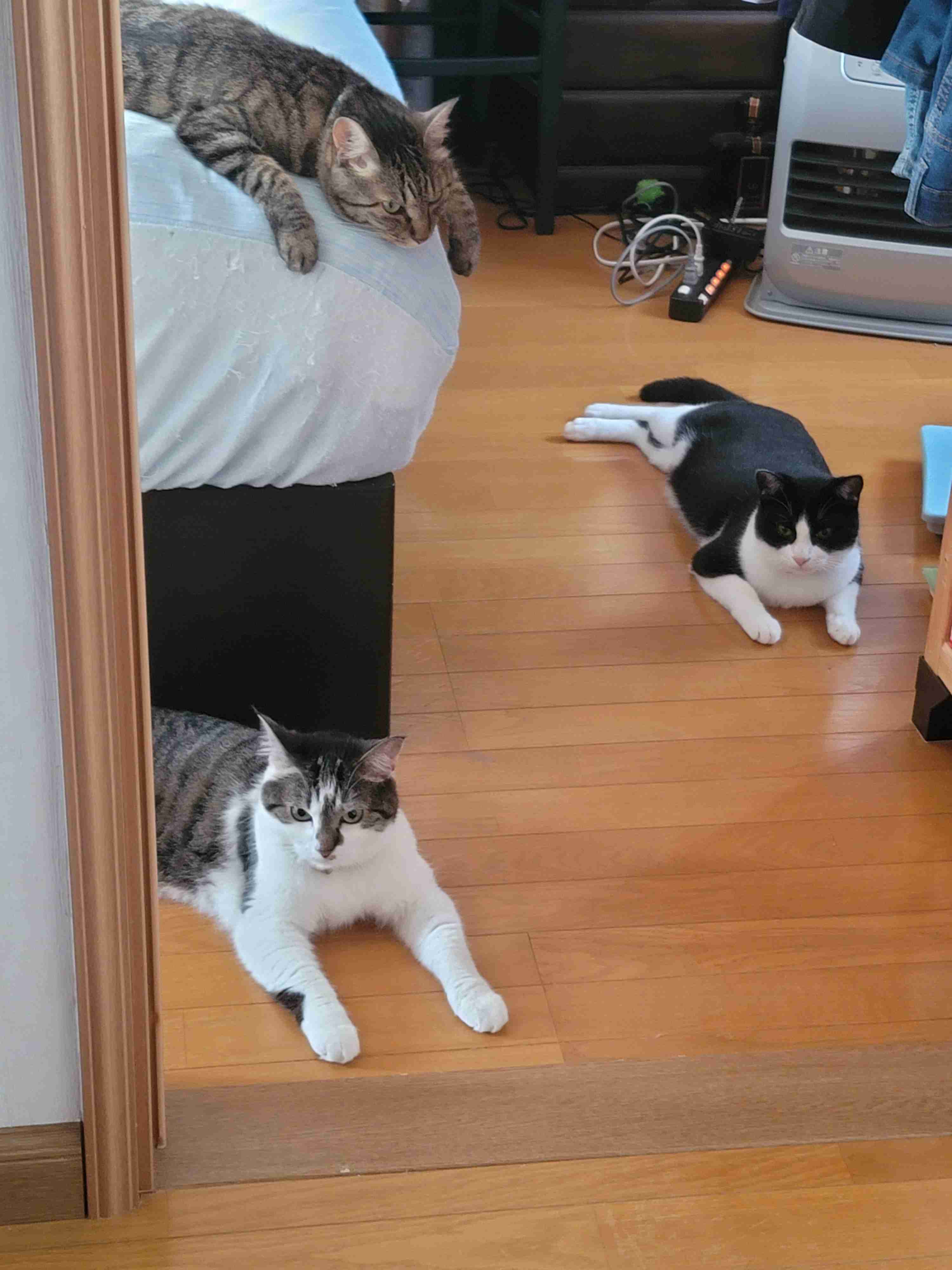 がるちゃん猫カフェ122号店開店しました♪(初めての方も大歓迎♪)