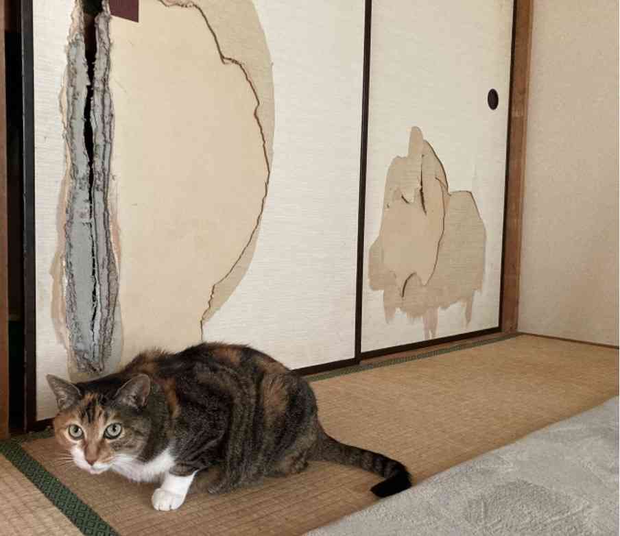がるちゃん猫カフェ122号店開店しました♪(初めての方も大歓迎♪)