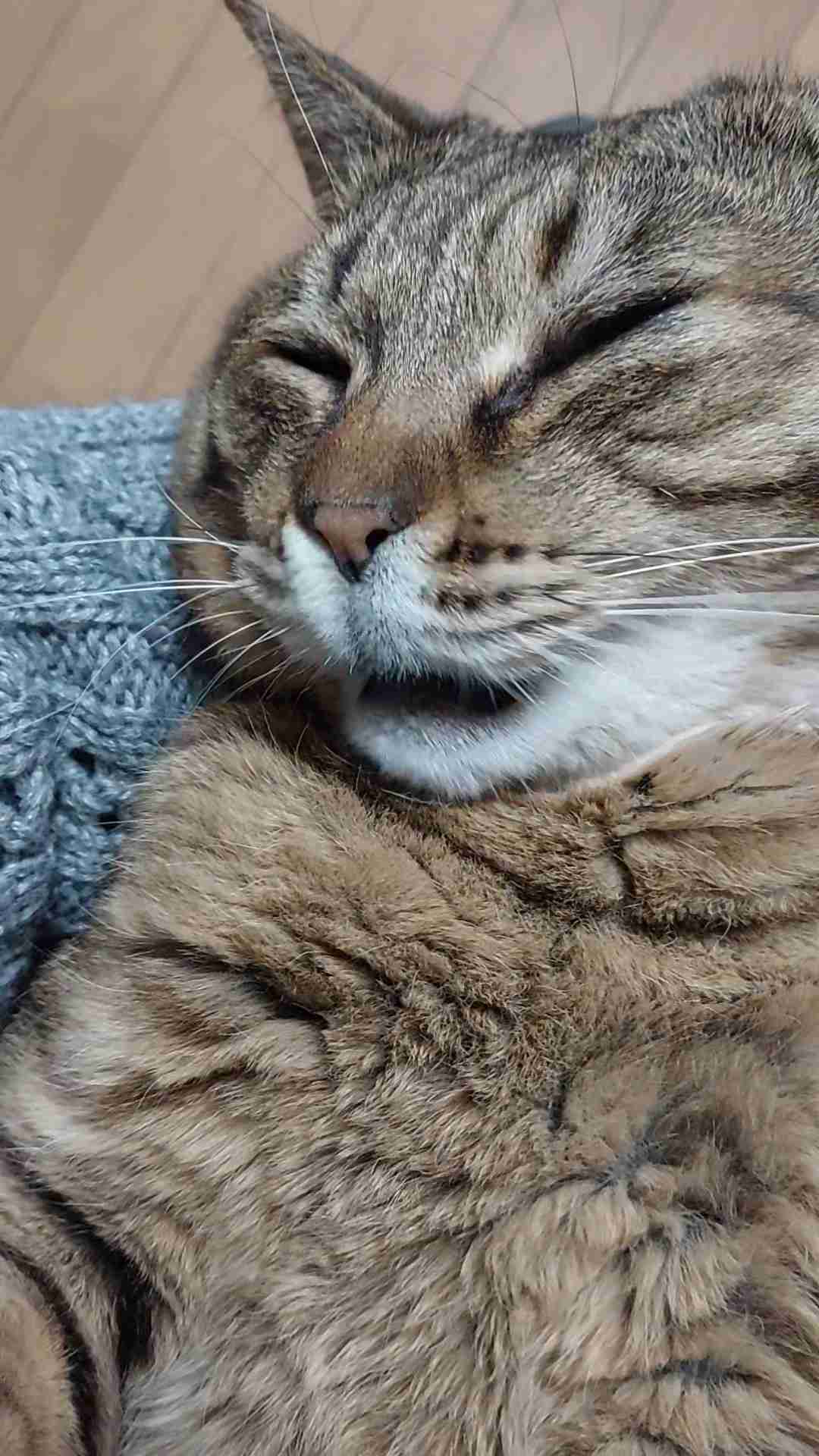 がるちゃん猫カフェ122号店開店しました♪(初めての方も大歓迎♪)