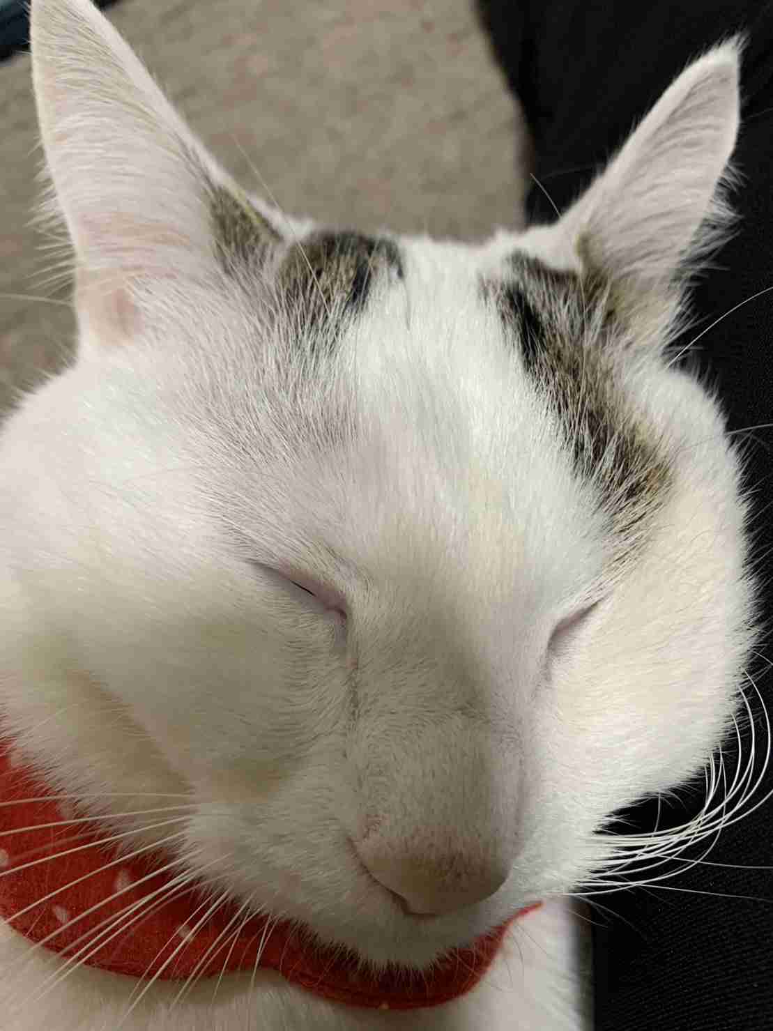 がるちゃん猫カフェ122号店開店しました♪(初めての方も大歓迎♪)
