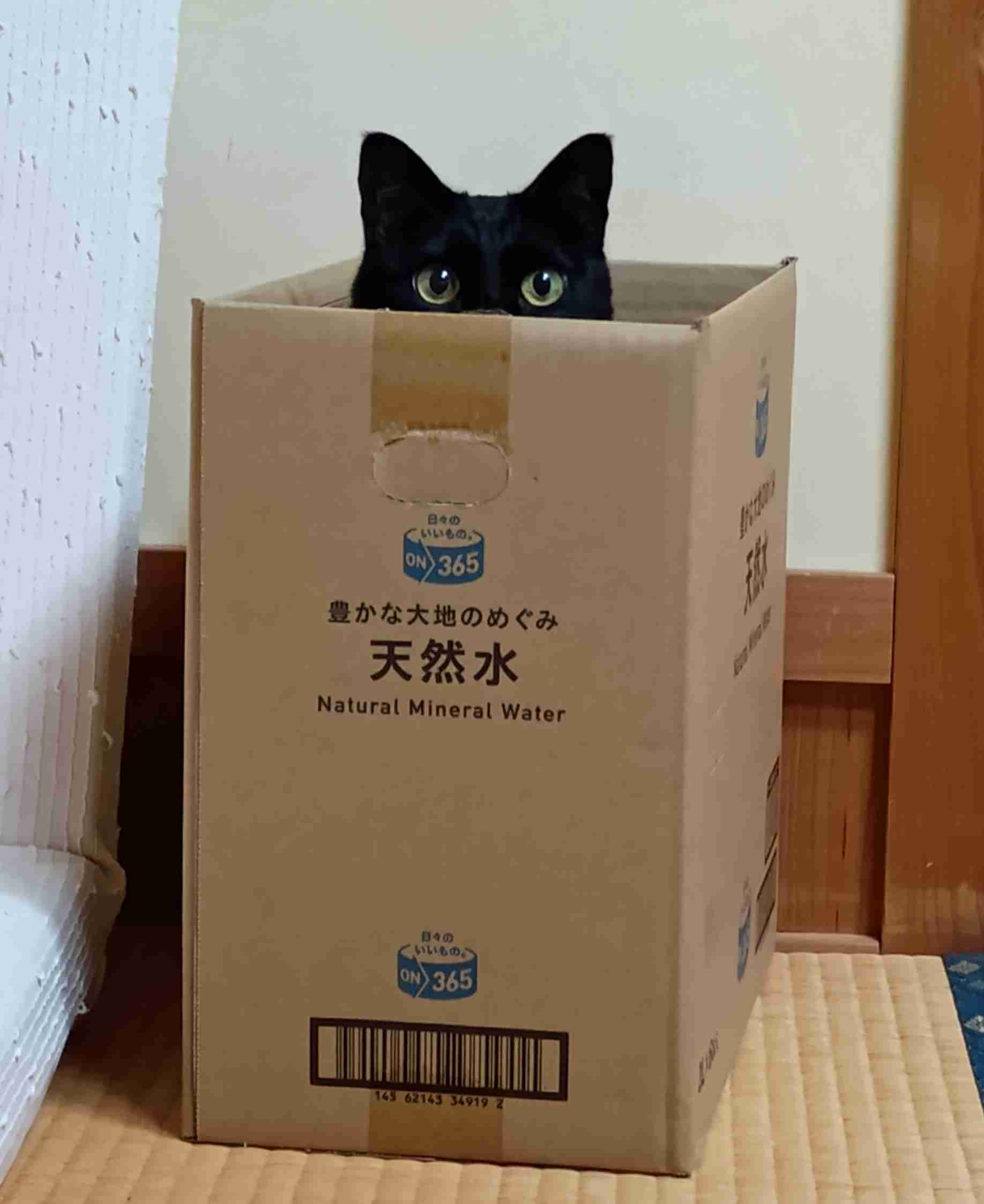 がるちゃん猫カフェ122号店開店しました♪(初めての方も大歓迎♪)