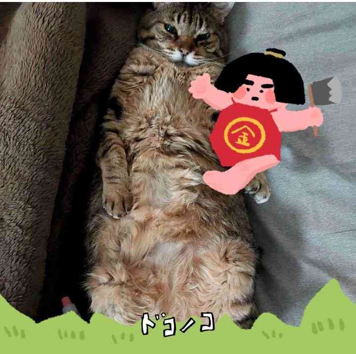 がるちゃん猫カフェ122号店開店しました♪(初めての方も大歓迎♪)