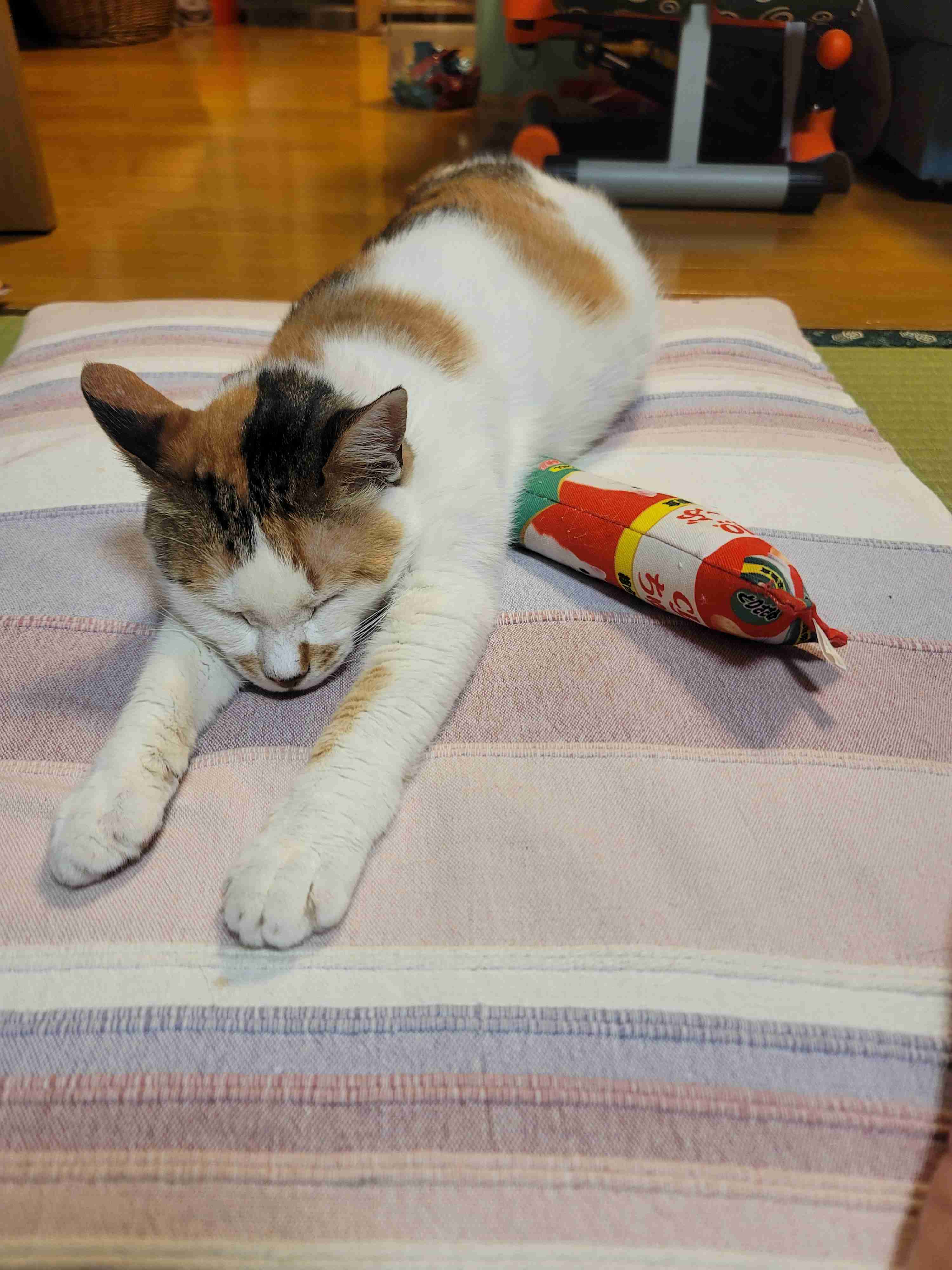 がるちゃん猫カフェ122号店開店しました♪(初めての方も大歓迎♪)