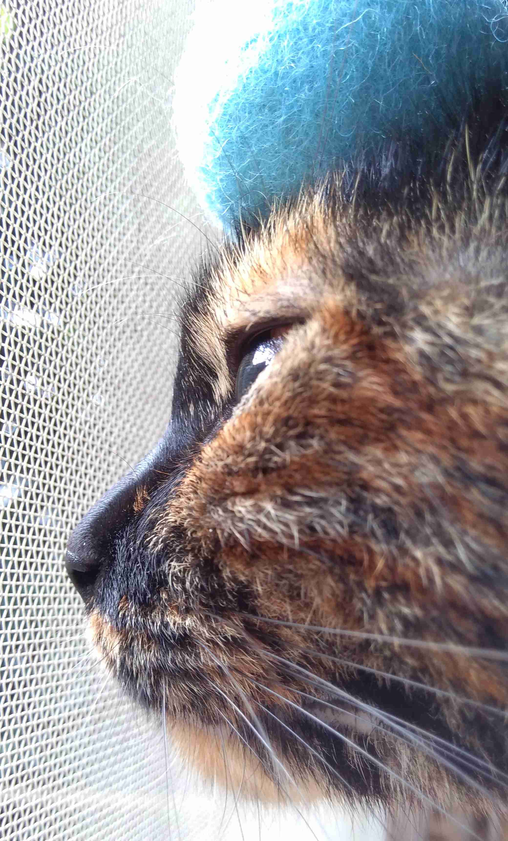 がるちゃん猫カフェ122号店開店しました♪(初めての方も大歓迎♪)