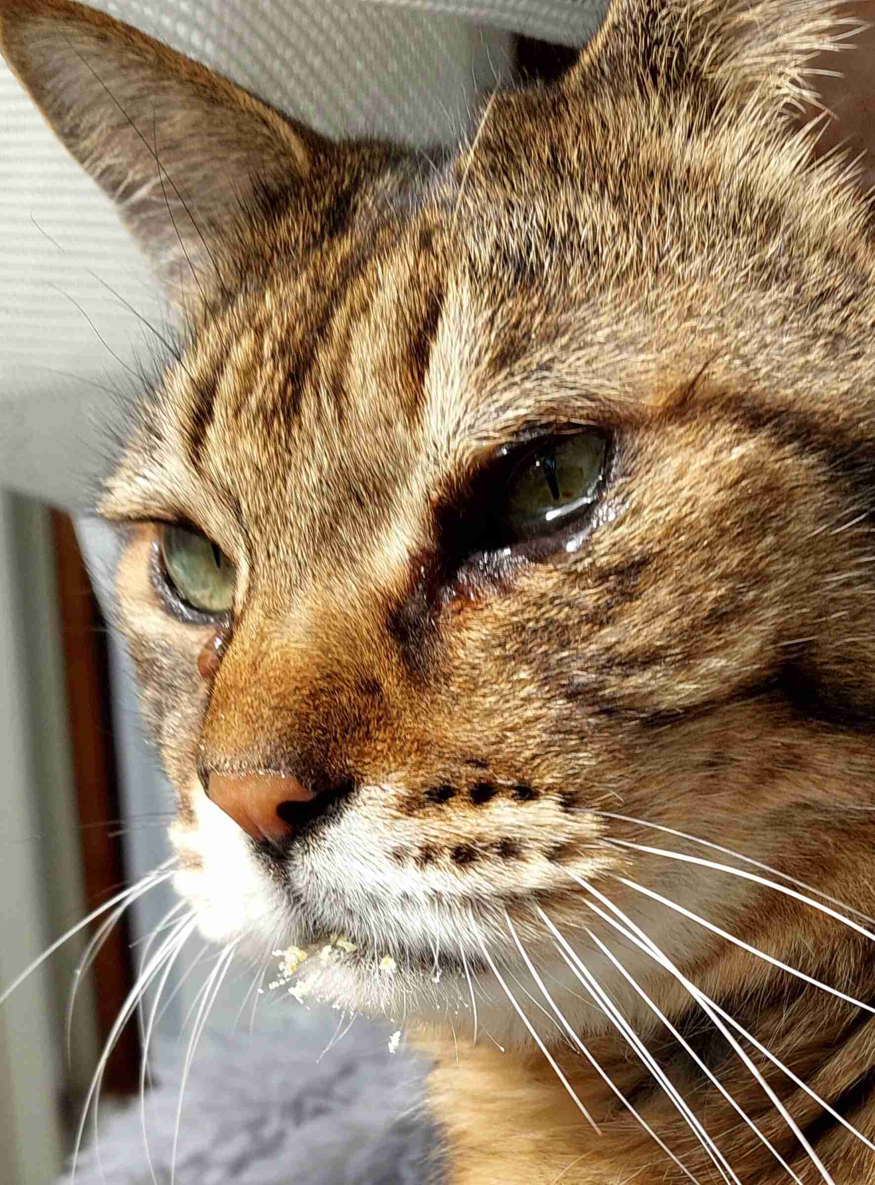 がるちゃん猫カフェ122号店開店しました♪(初めての方も大歓迎♪)