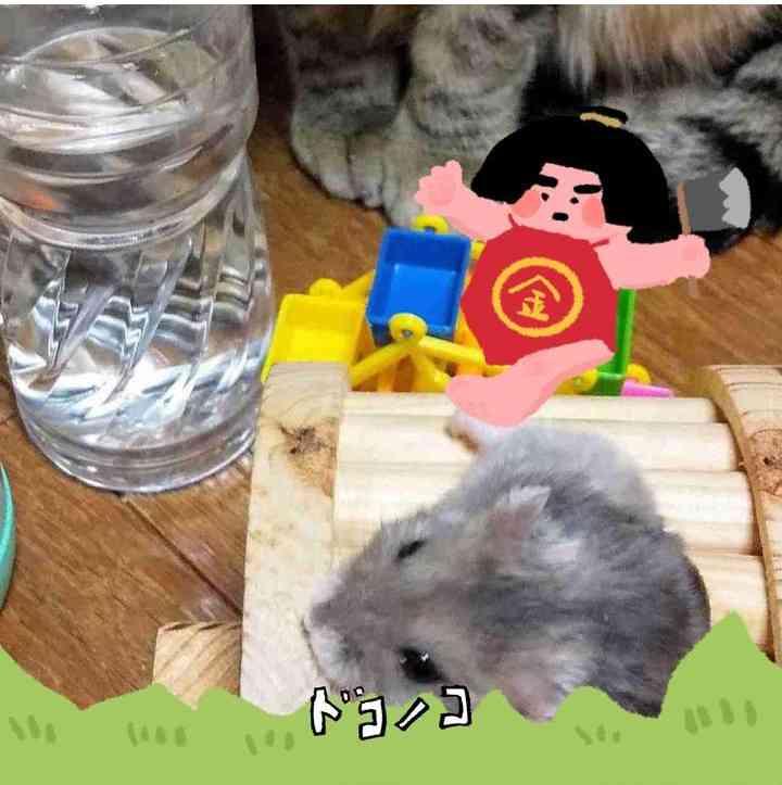 がるちゃん猫カフェ122号店開店しました♪(初めての方も大歓迎♪)