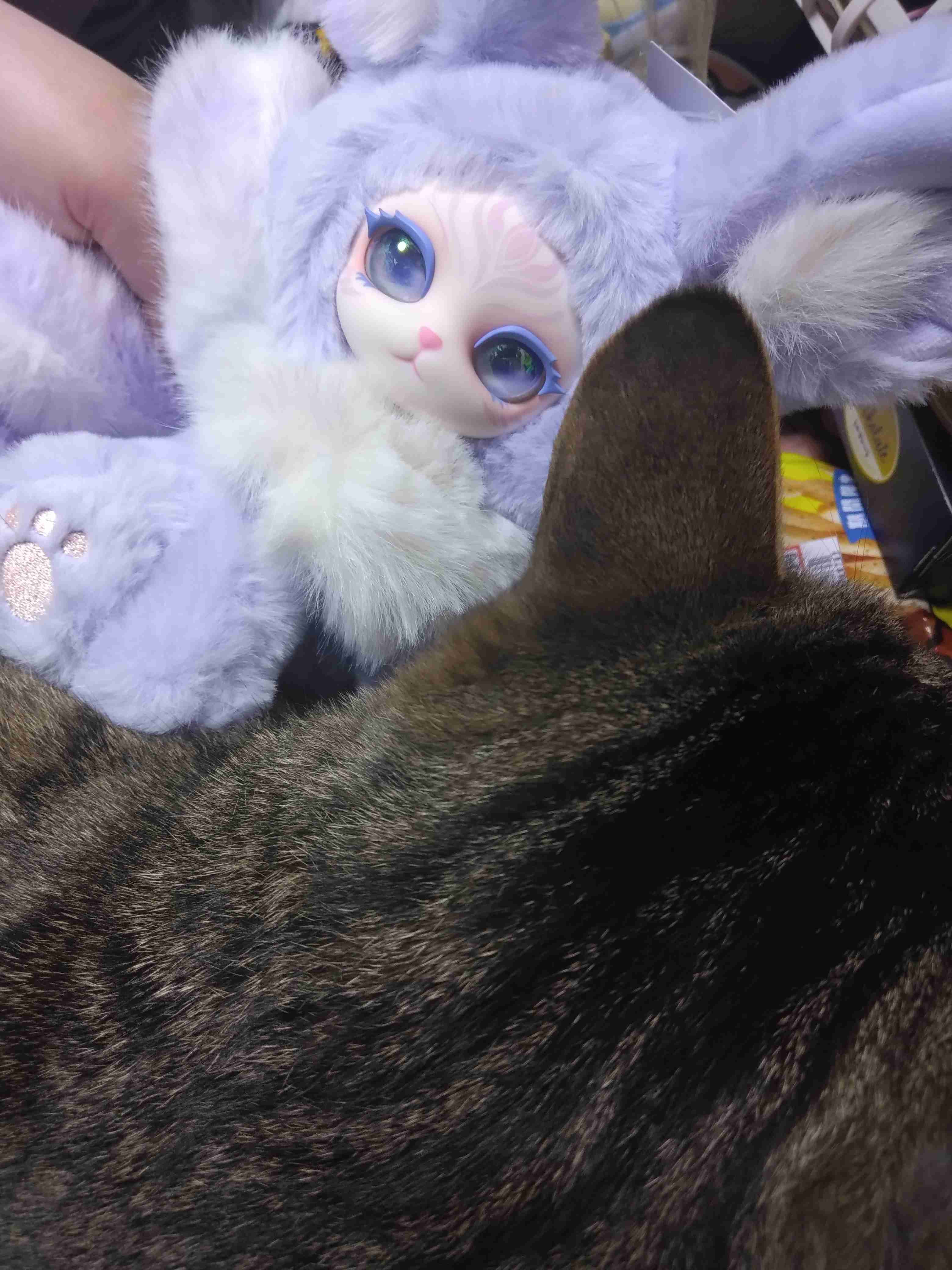がるちゃん猫カフェ122号店開店しました♪(初めての方も大歓迎♪)
