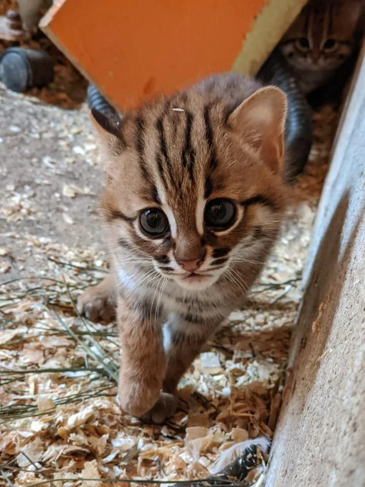 がるちゃん猫カフェ122号店開店しました♪(初めての方も大歓迎♪)