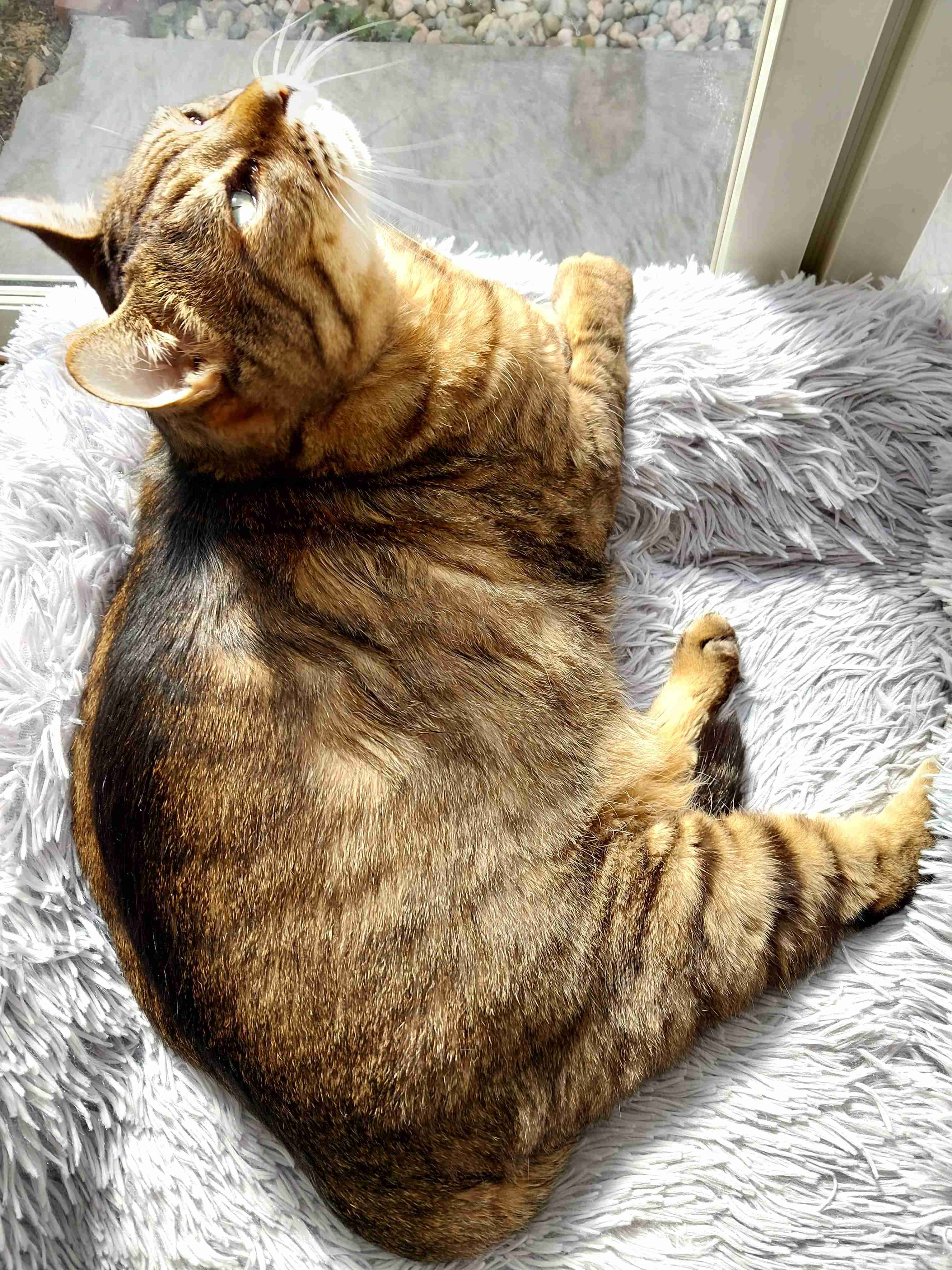 がるちゃん猫カフェ122号店開店しました♪(初めての方も大歓迎♪)