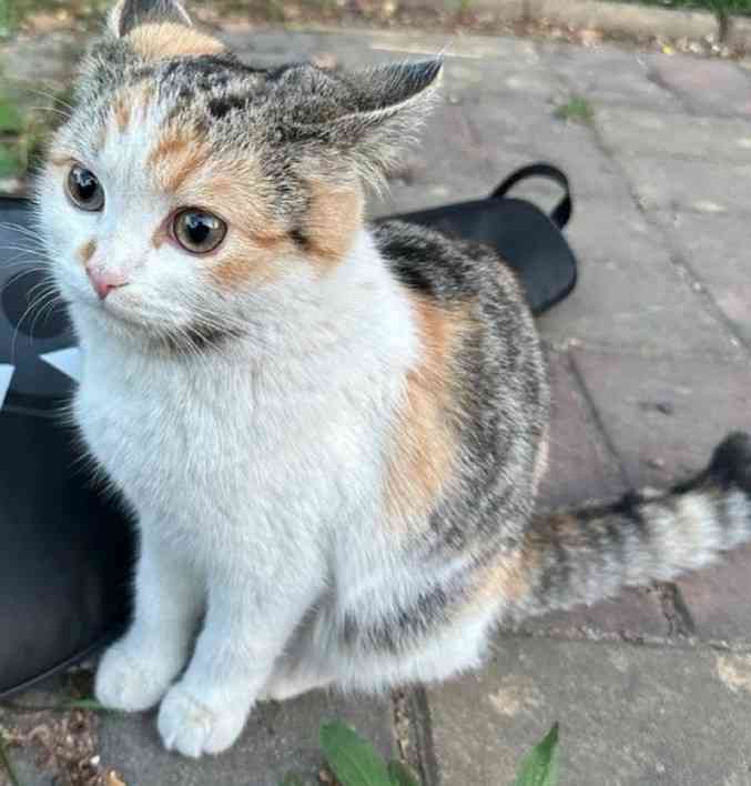 がるちゃん猫カフェ122号店開店しました♪(初めての方も大歓迎♪)