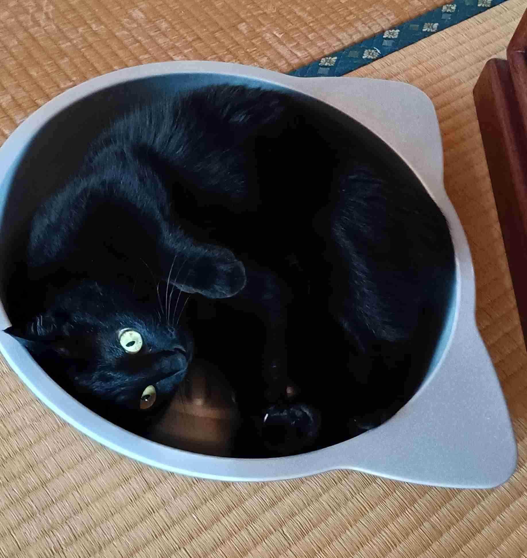 がるちゃん猫カフェ122号店開店しました♪(初めての方も大歓迎♪)