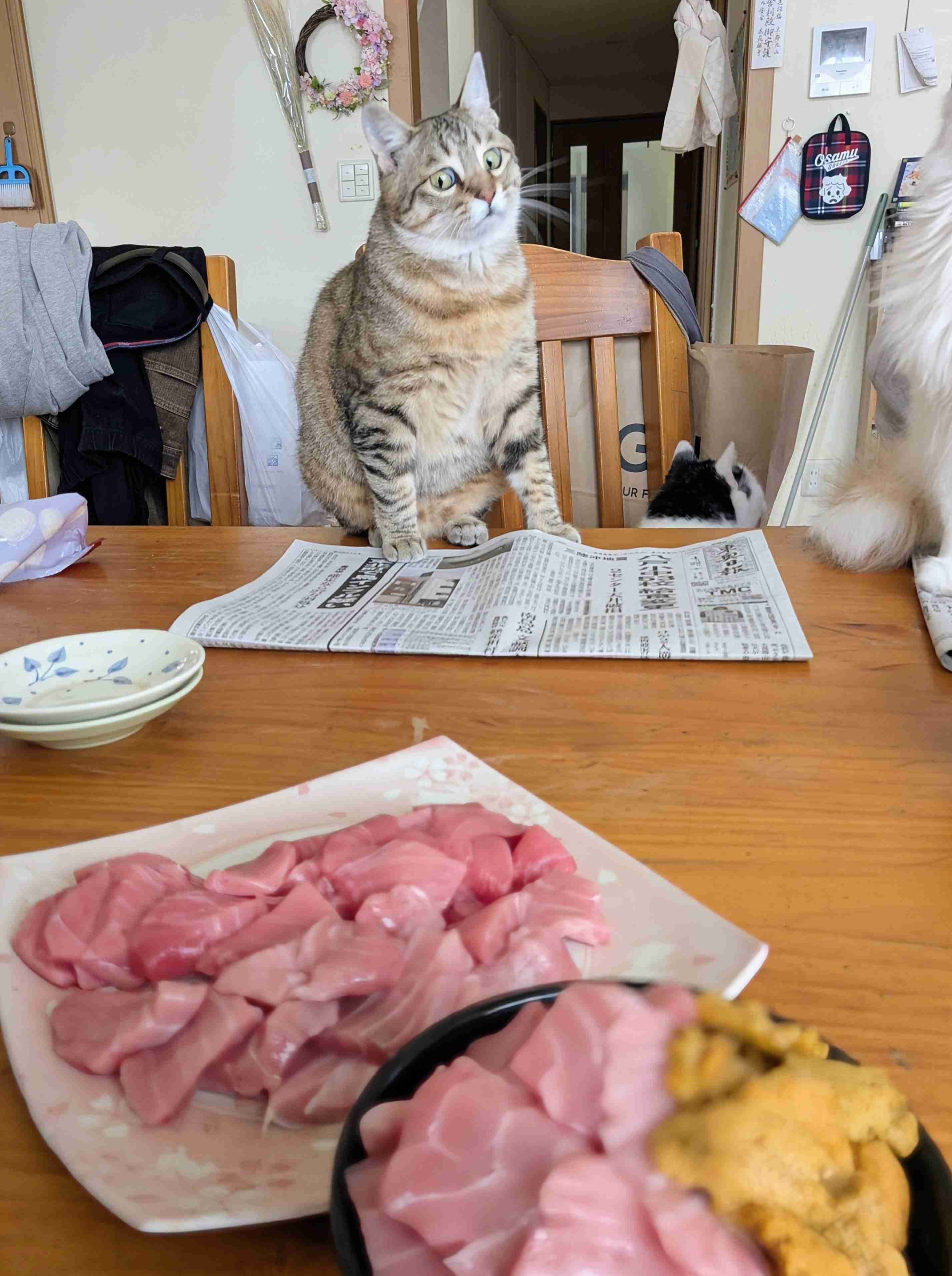 がるちゃん猫カフェ122号店開店しました♪(初めての方も大歓迎♪)