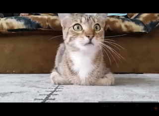 がるちゃん猫カフェ122号店開店しました♪(初めての方も大歓迎♪)