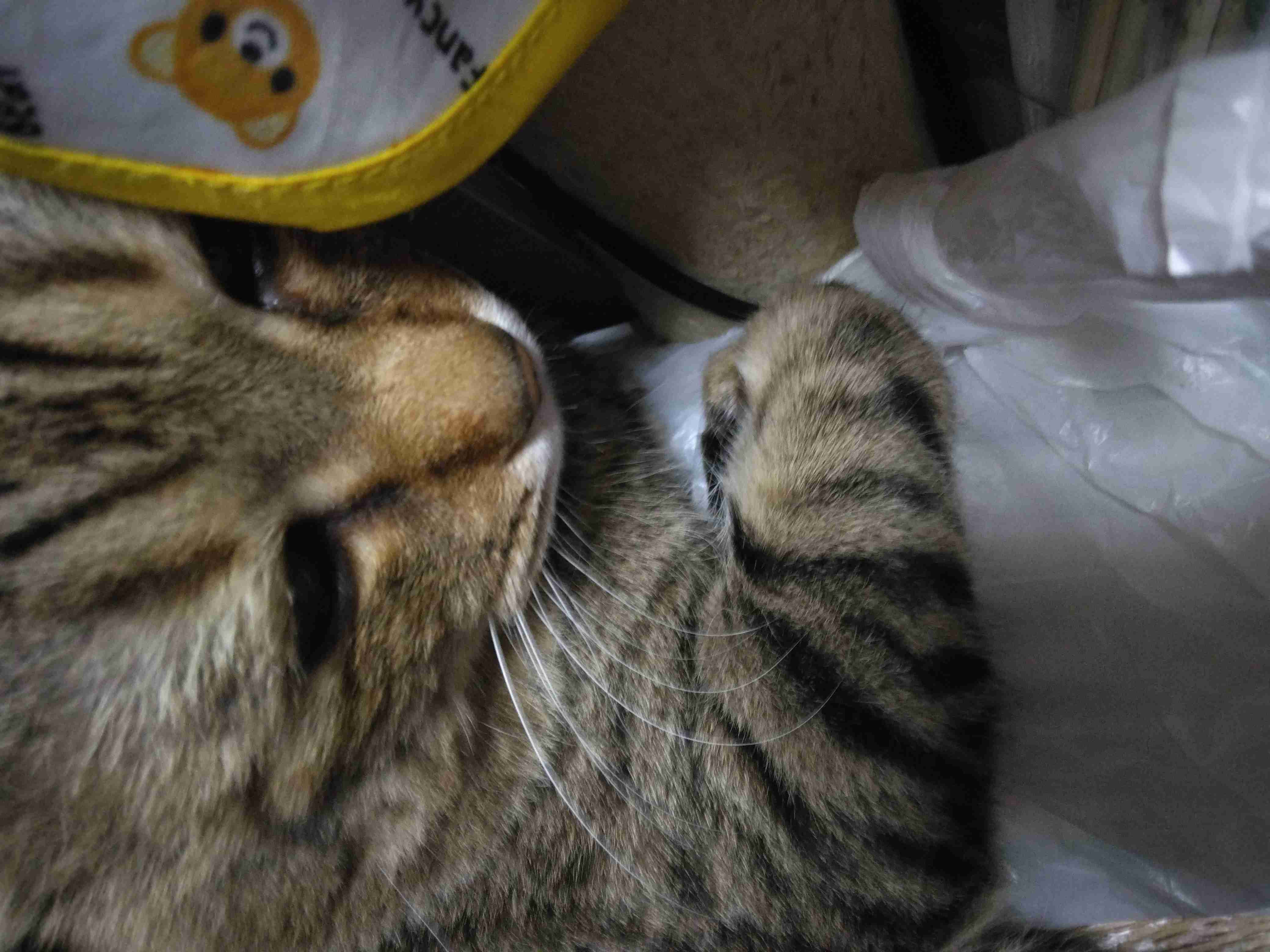 がるちゃん猫カフェ122号店開店しました♪(初めての方も大歓迎♪)