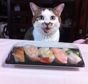 がるちゃん猫カフェ122号店開店しました♪(初めての方も大歓迎♪)