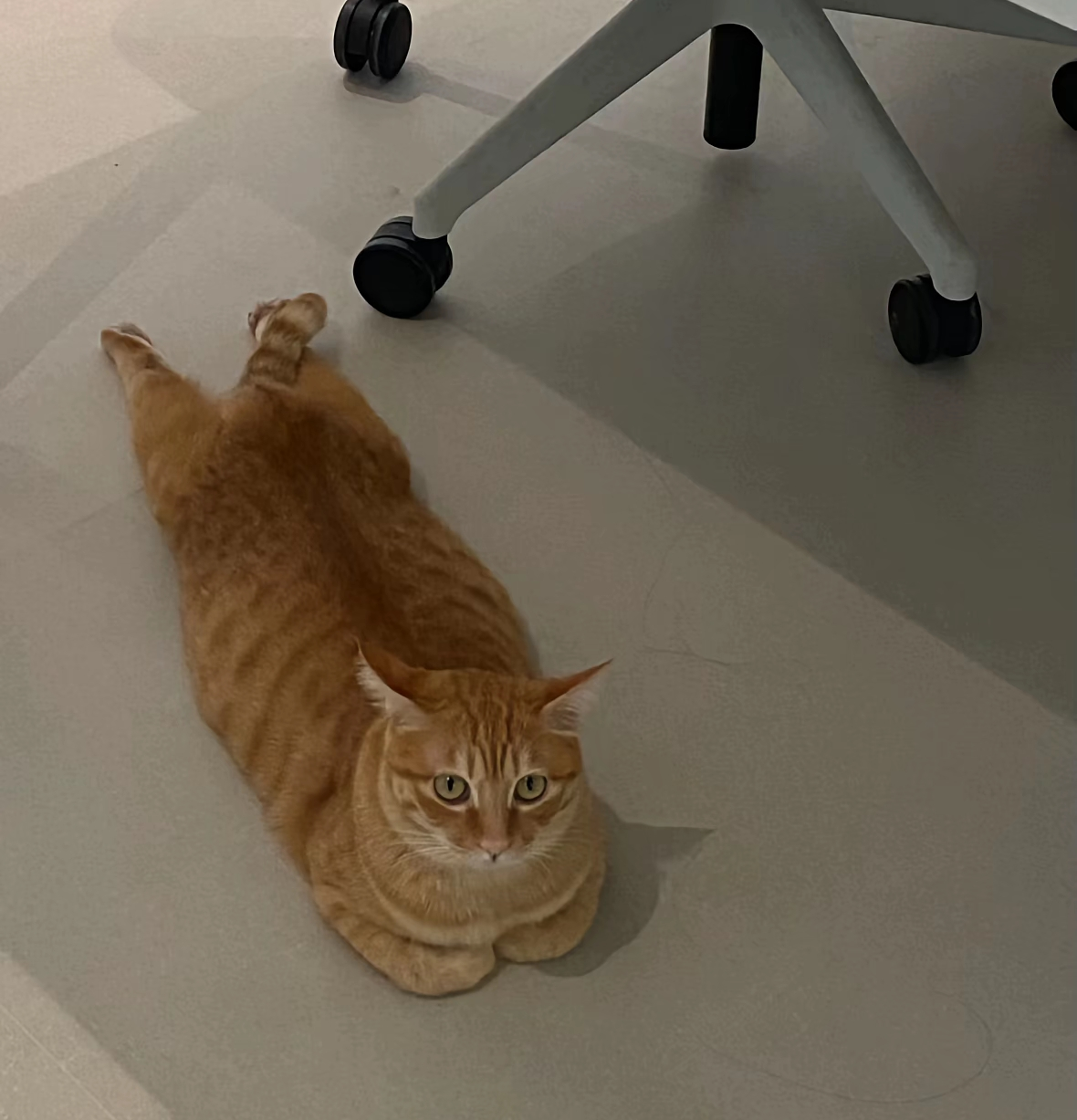 がるちゃん猫カフェ122号店開店しました♪(初めての方も大歓迎♪)