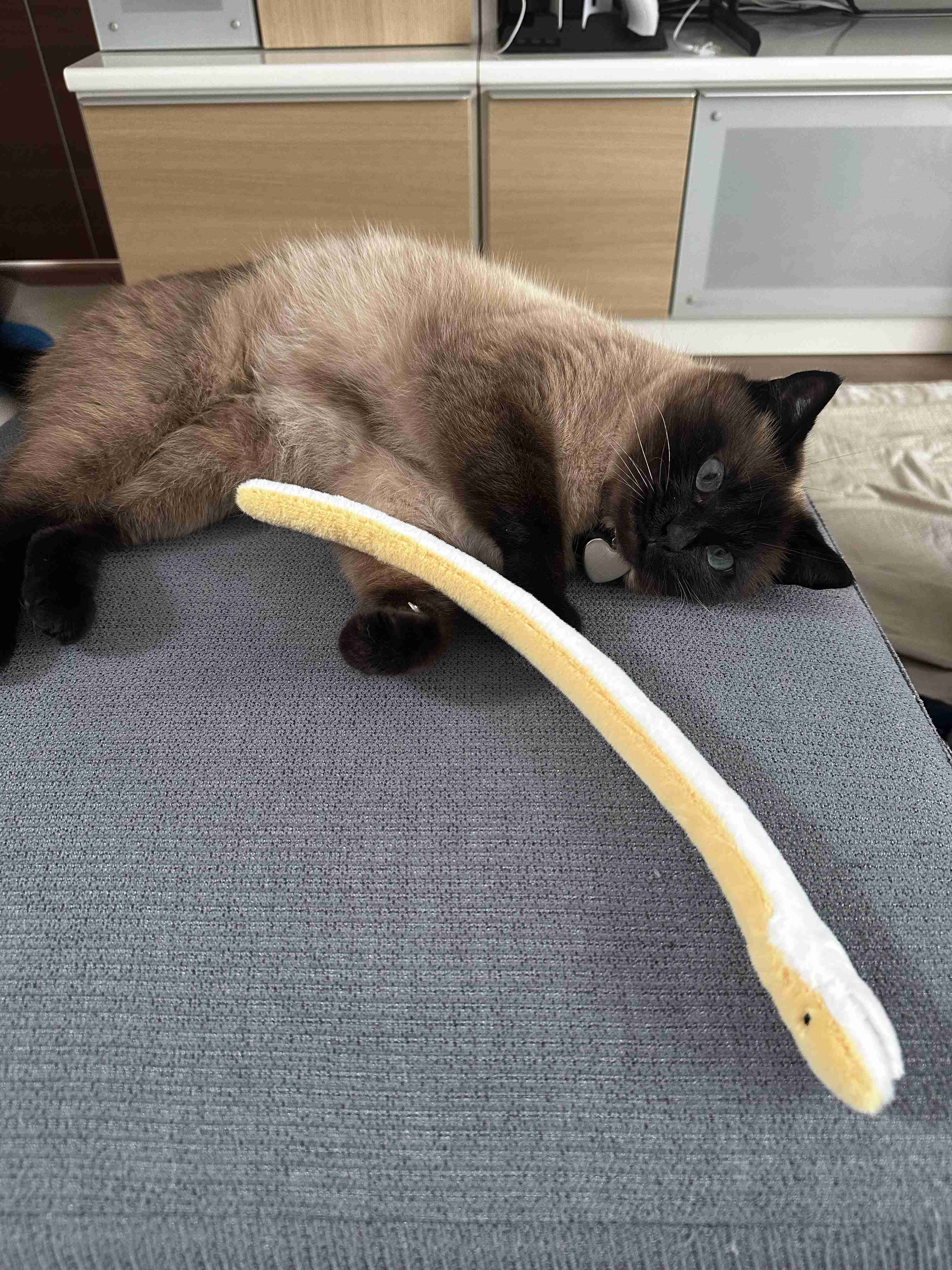 がるちゃん猫カフェ122号店開店しました♪(初めての方も大歓迎♪)