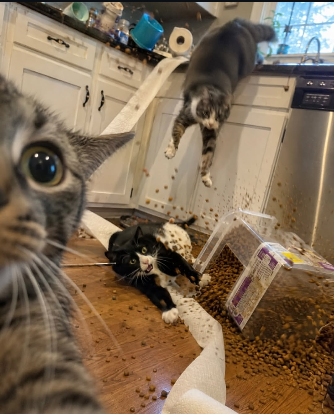 がるちゃん猫カフェ122号店開店しました♪(初めての方も大歓迎♪)