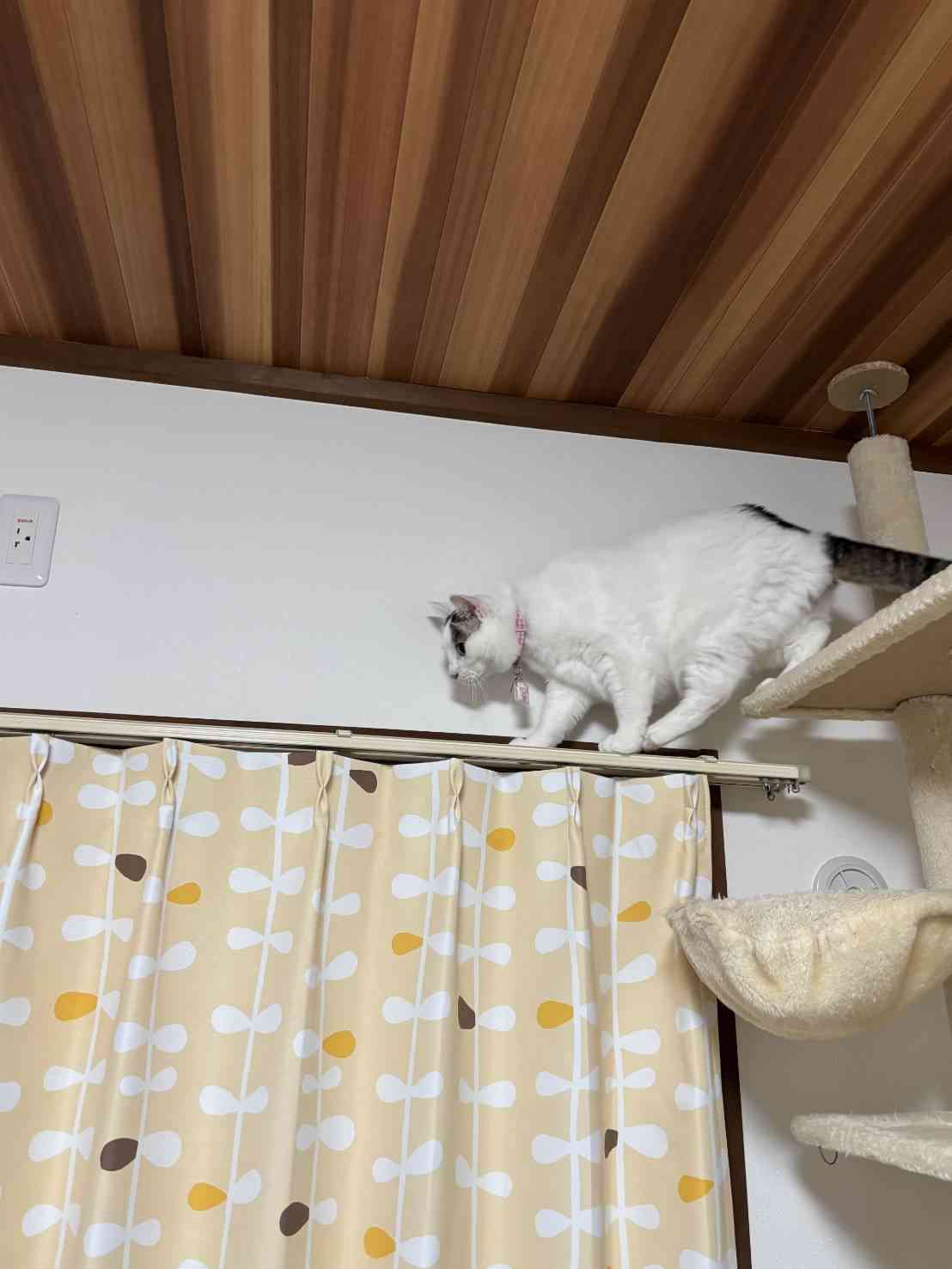 がるちゃん猫カフェ122号店開店しました♪(初めての方も大歓迎♪)