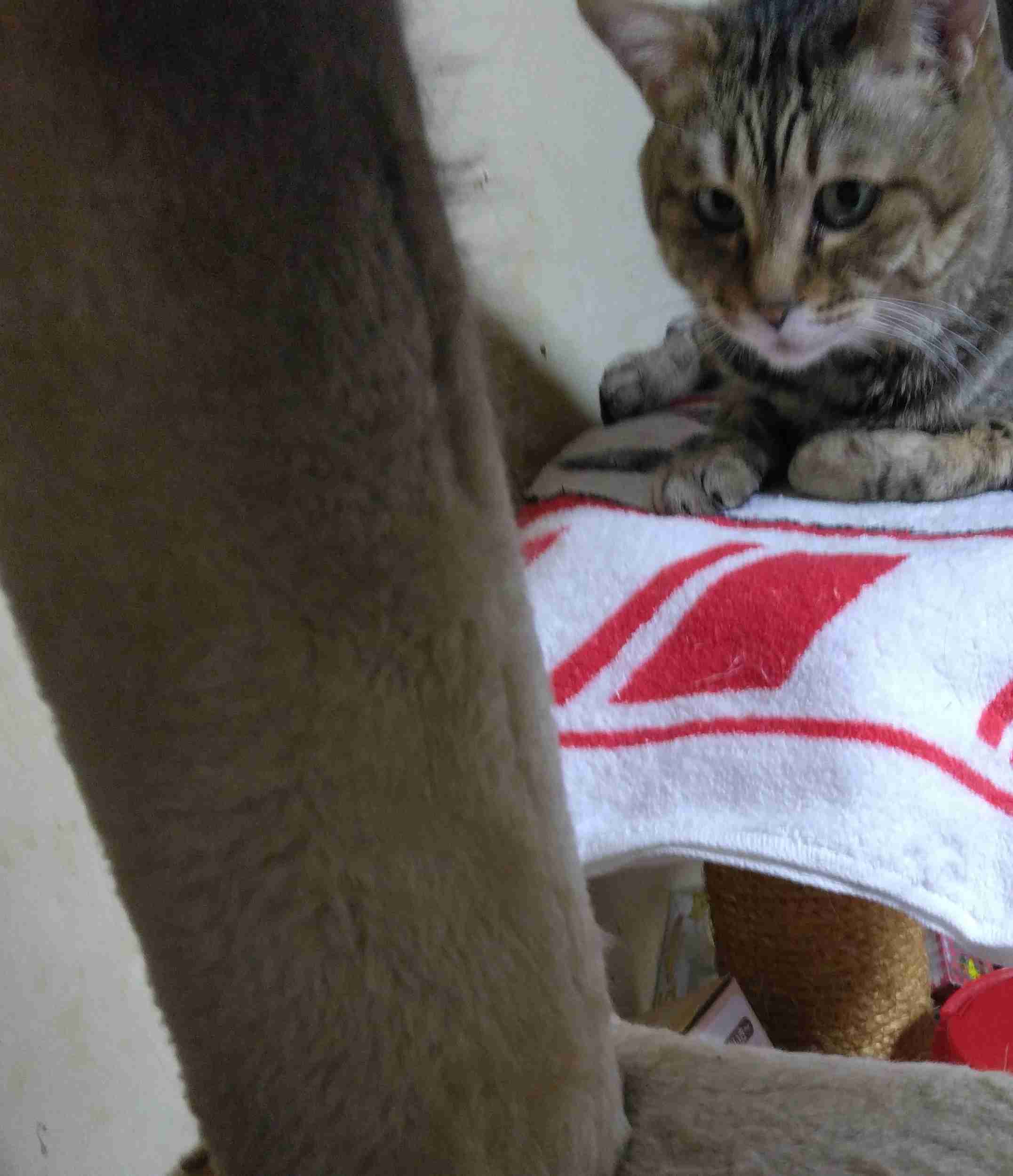 がるちゃん猫カフェ122号店開店しました♪(初めての方も大歓迎♪)