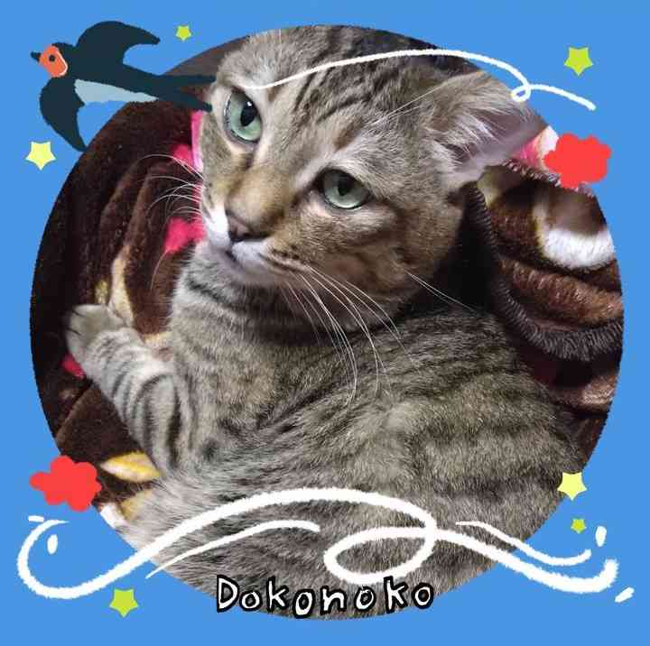 がるちゃん猫カフェ122号店開店しました♪(初めての方も大歓迎♪)