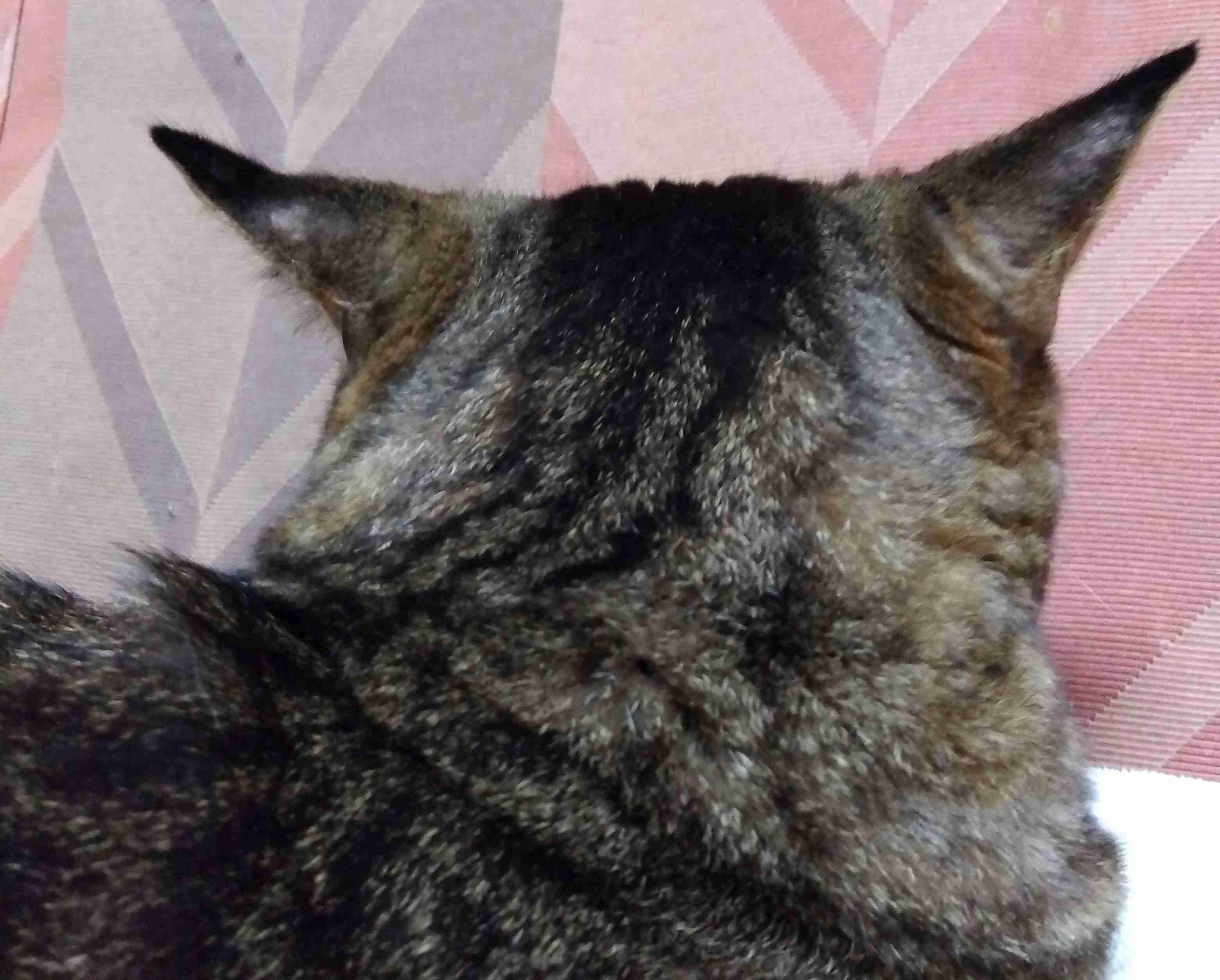 がるちゃん猫カフェ122号店開店しました♪(初めての方も大歓迎♪)