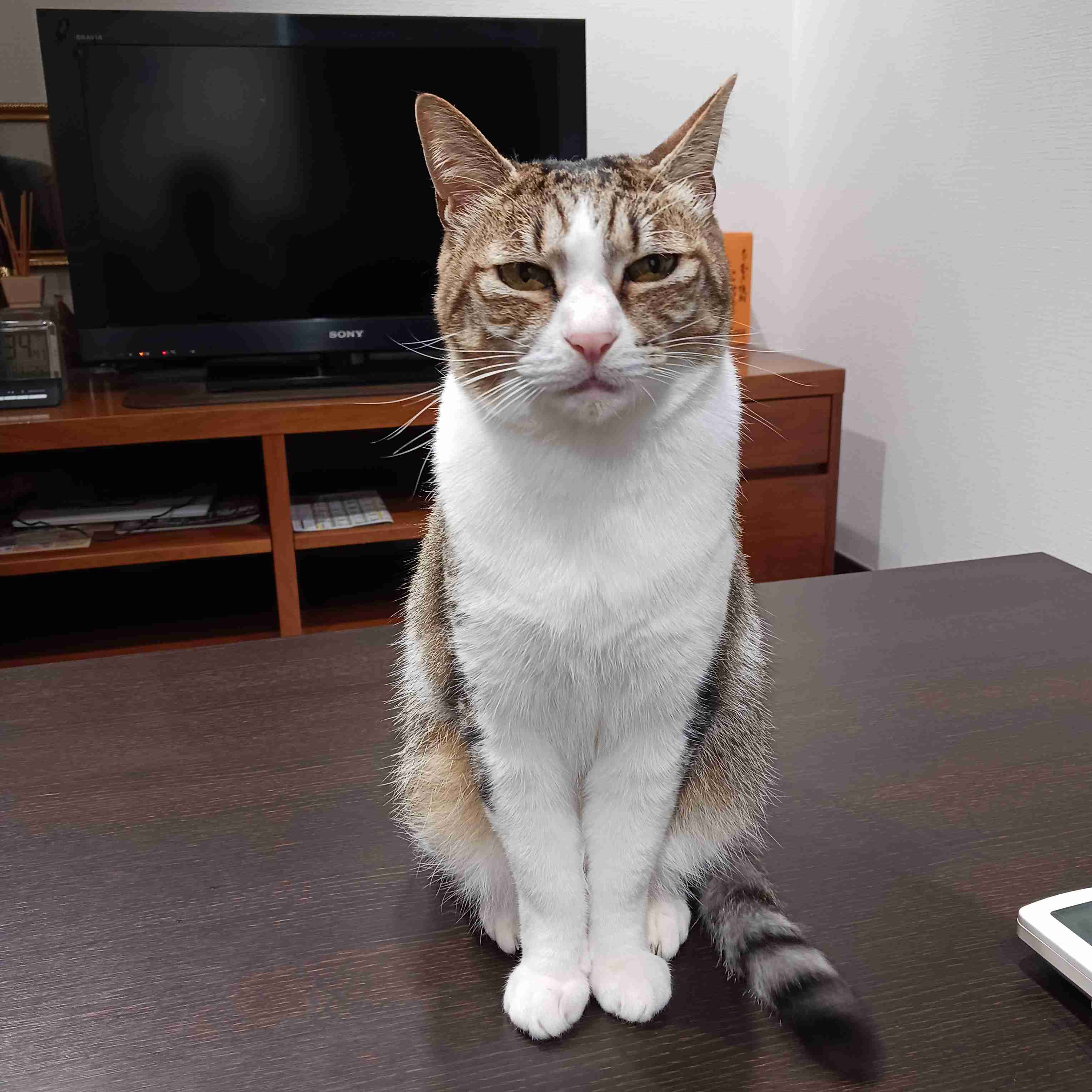 がるちゃん猫カフェ122号店開店しました♪(初めての方も大歓迎♪)