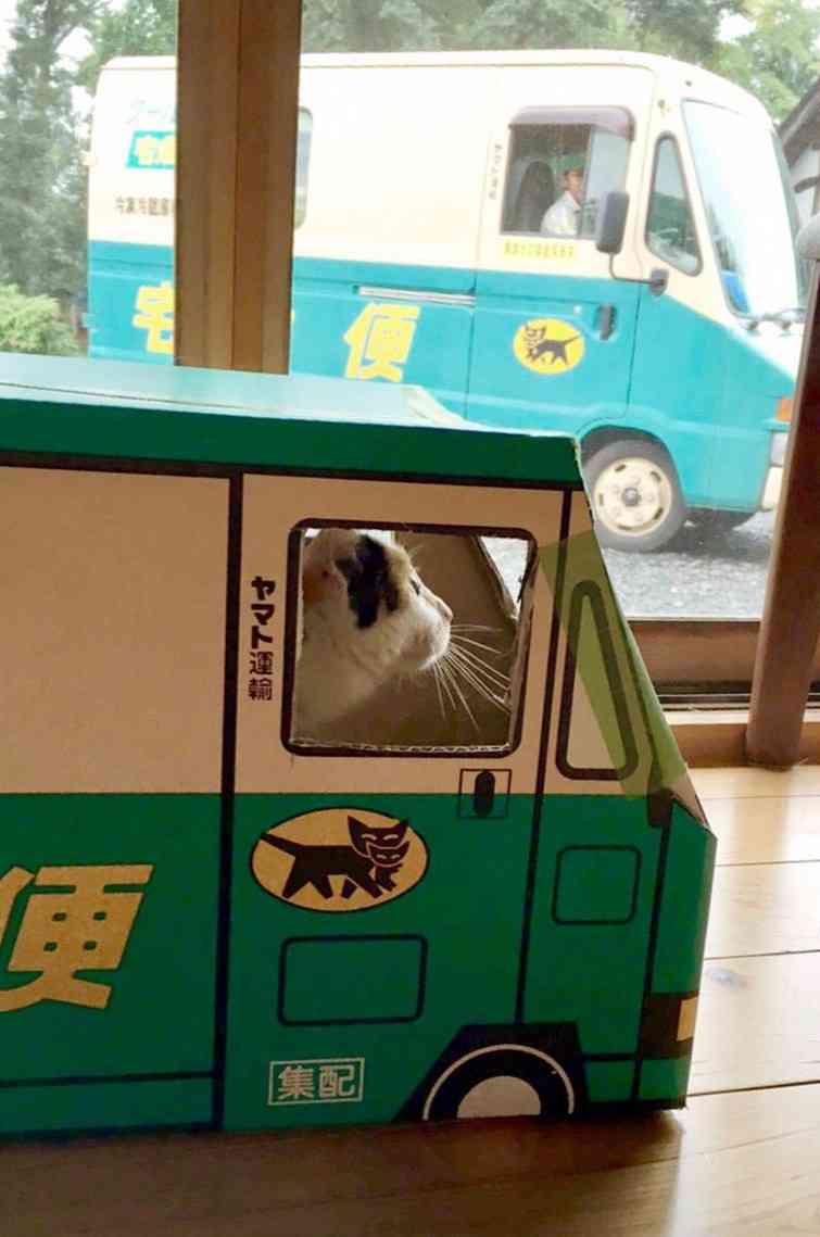 がるちゃん猫カフェ122号店開店しました♪(初めての方も大歓迎♪)