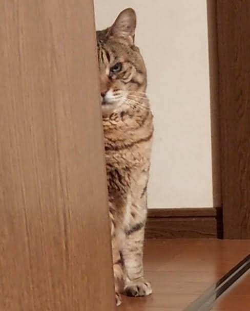 がるちゃん猫カフェ122号店開店しました♪(初めての方も大歓迎♪)