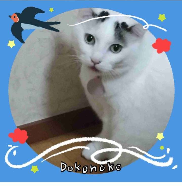 がるちゃん猫カフェ122号店開店しました♪(初めての方も大歓迎♪)