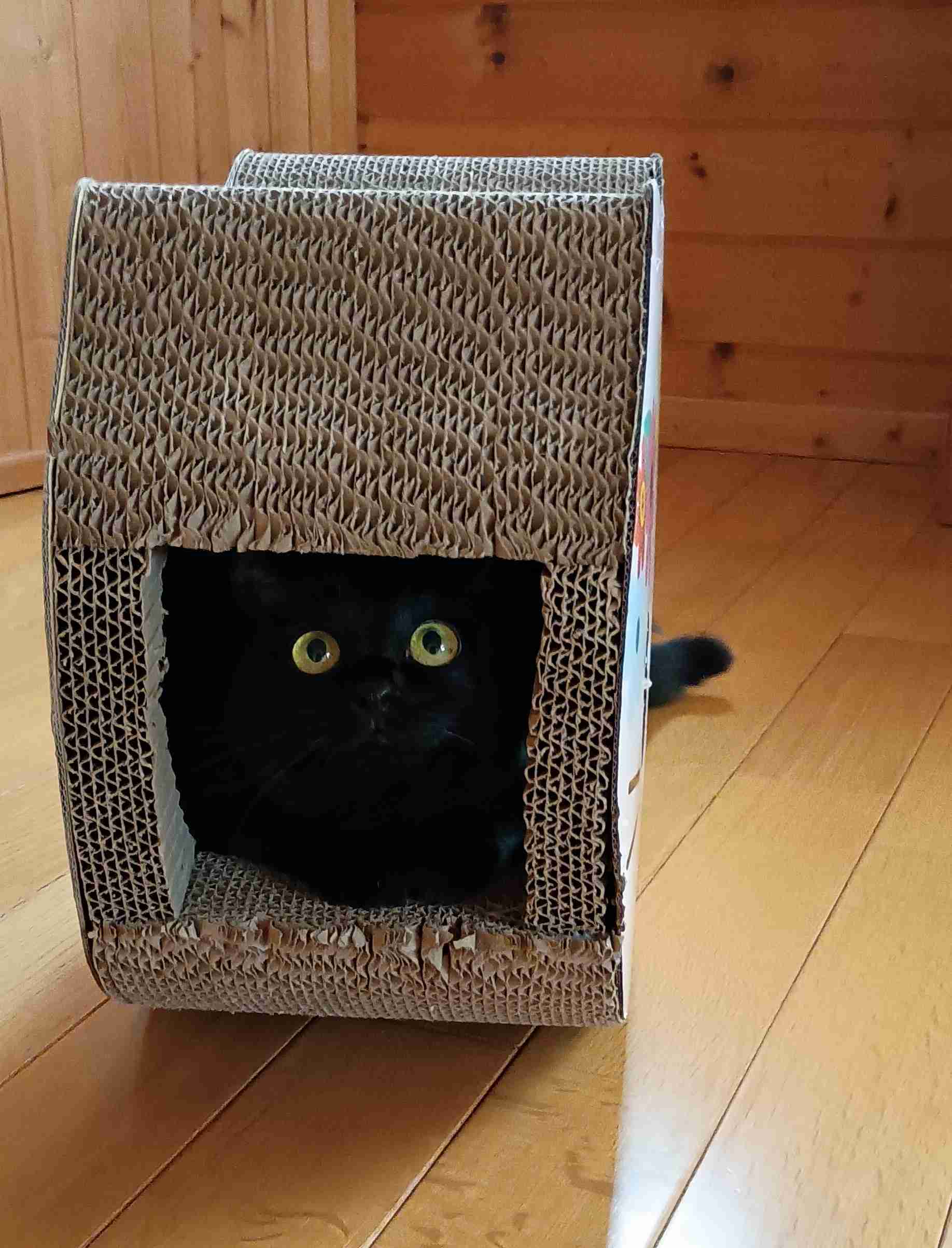 がるちゃん猫カフェ122号店開店しました♪(初めての方も大歓迎♪)