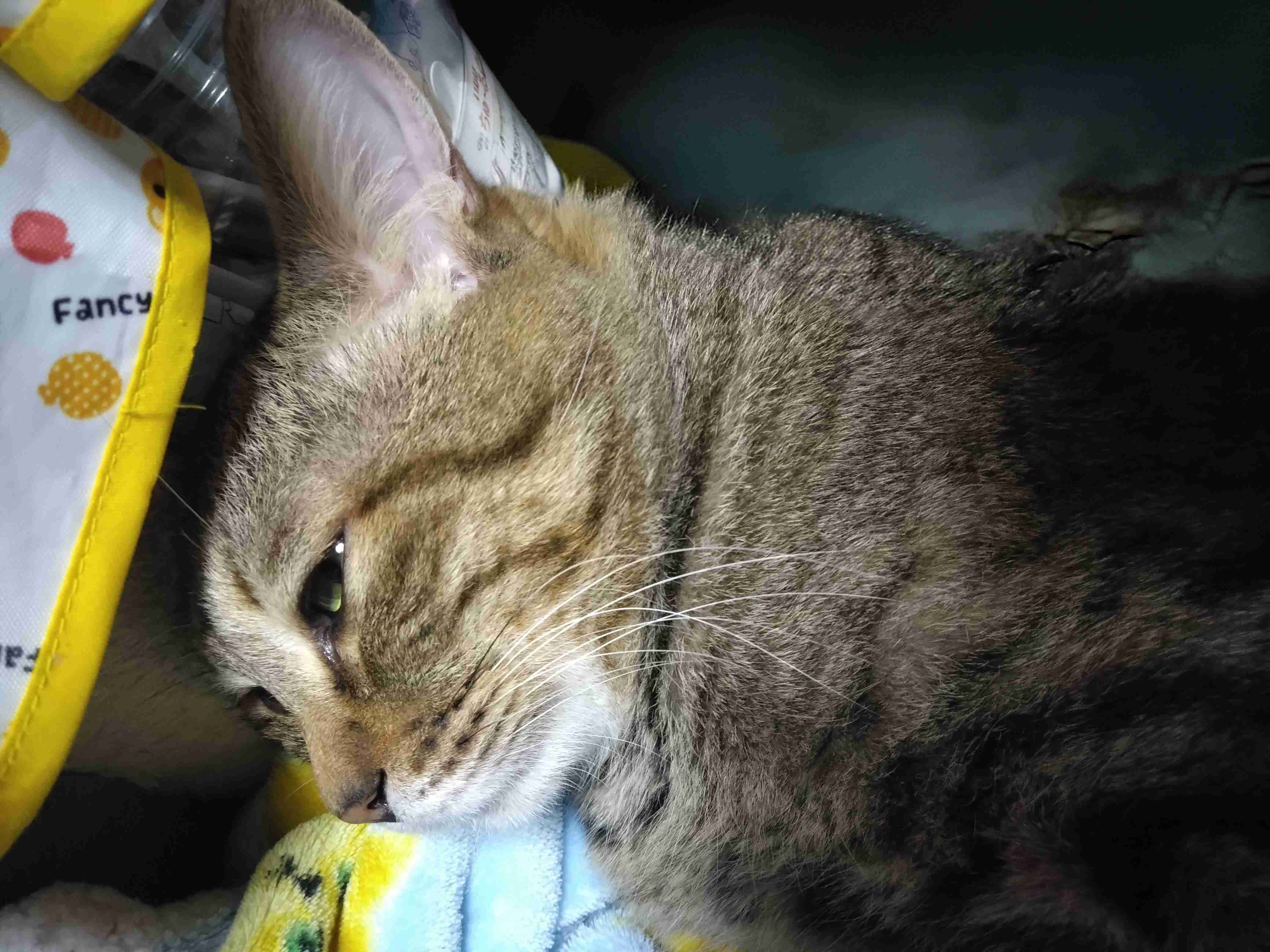 がるちゃん猫カフェ122号店開店しました♪(初めての方も大歓迎♪)