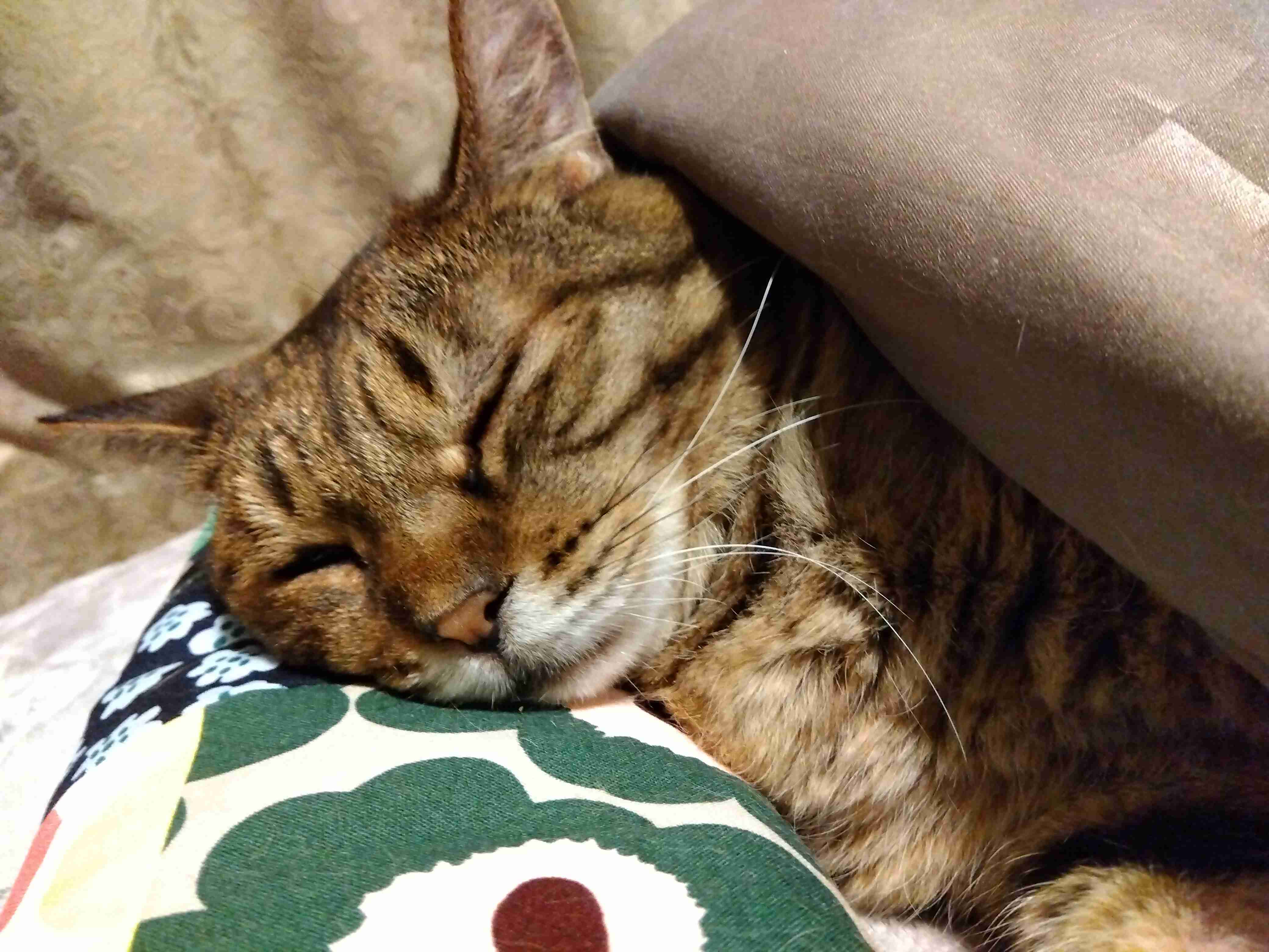 がるちゃん猫カフェ122号店開店しました♪(初めての方も大歓迎♪)