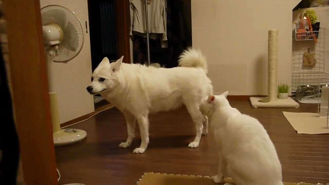 見たことあるYoutube動画にプラス