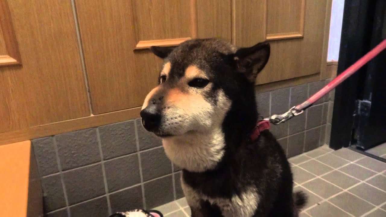 見たことあるYoutube動画にプラス