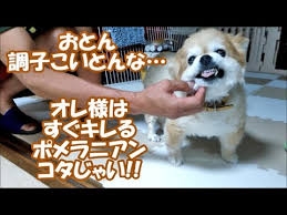見たことあるYoutube動画にプラス