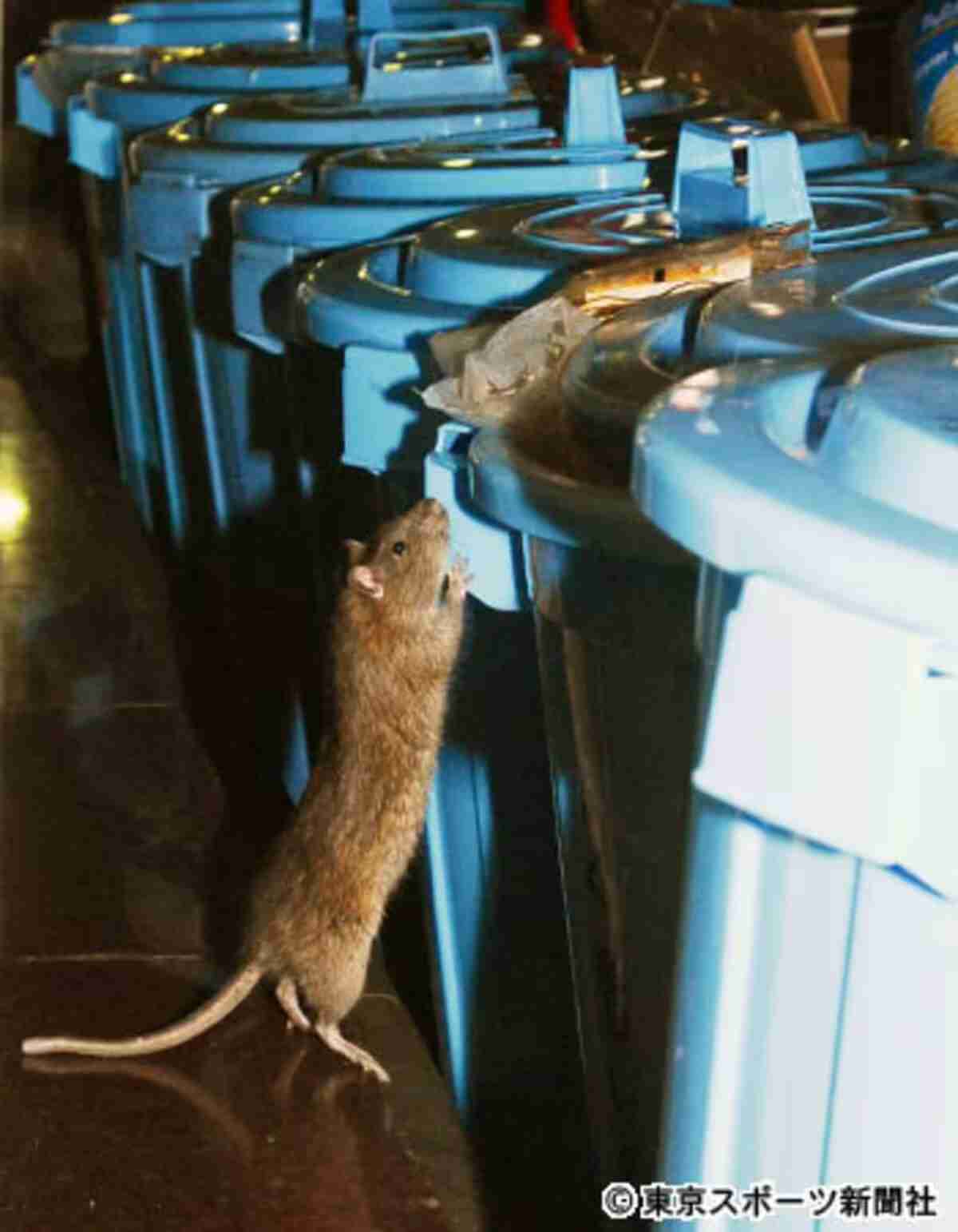 ネズミとの接触避けて　ハンタウイルス　海外渡航者に注意呼びかけ　成田空港
