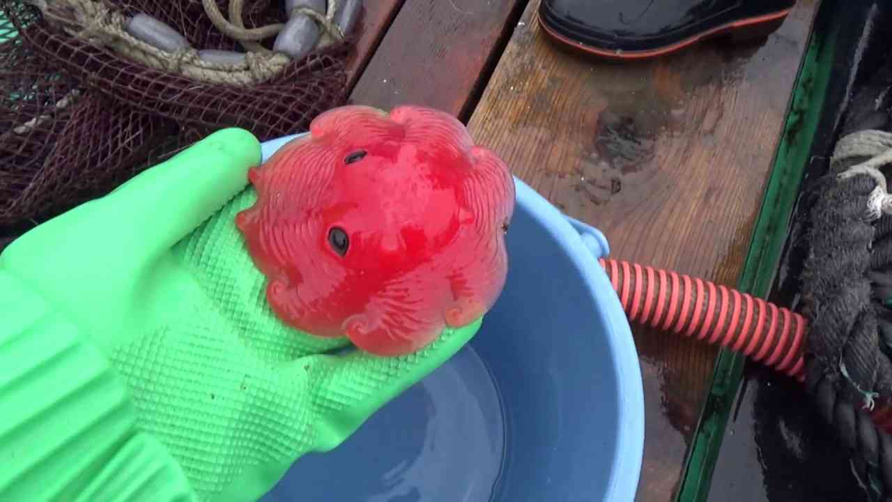黄金色をした深海の謎の物体、その正体が2年越しで明らかに