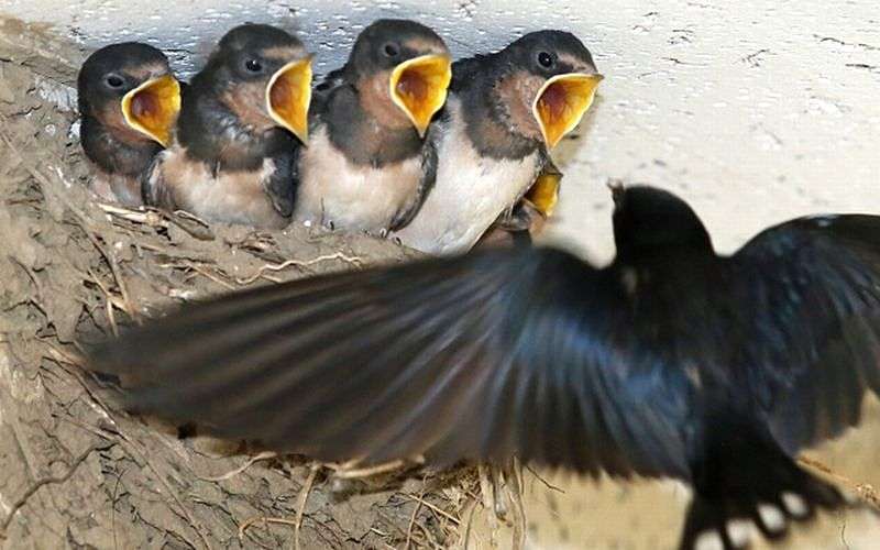 色んな動物の親子を見たい