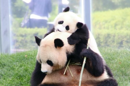 色んな動物の親子を見たい