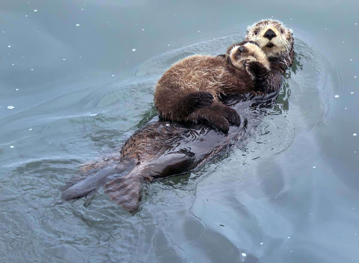 色んな動物の親子を見たい