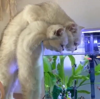 色んな動物の親子を見たい