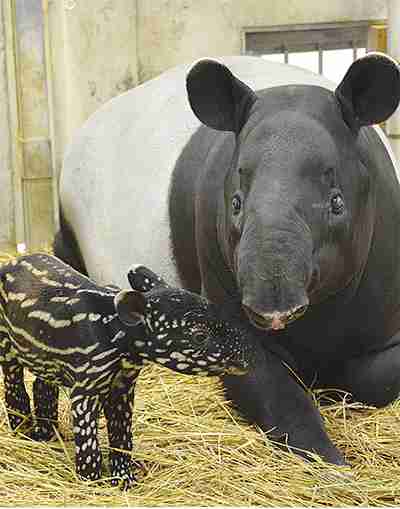 色んな動物の親子を見たい