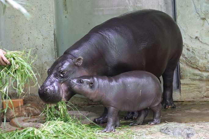 色んな動物の親子を見たい