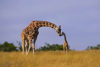 色んな動物の親子を見たい