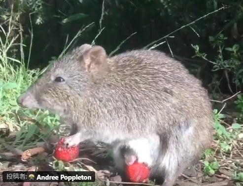 色んな動物の親子を見たい