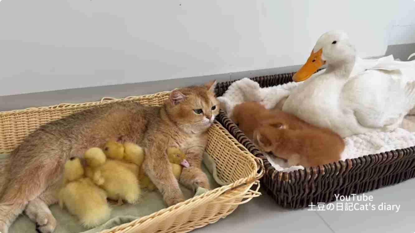 色んな動物の親子を見たい